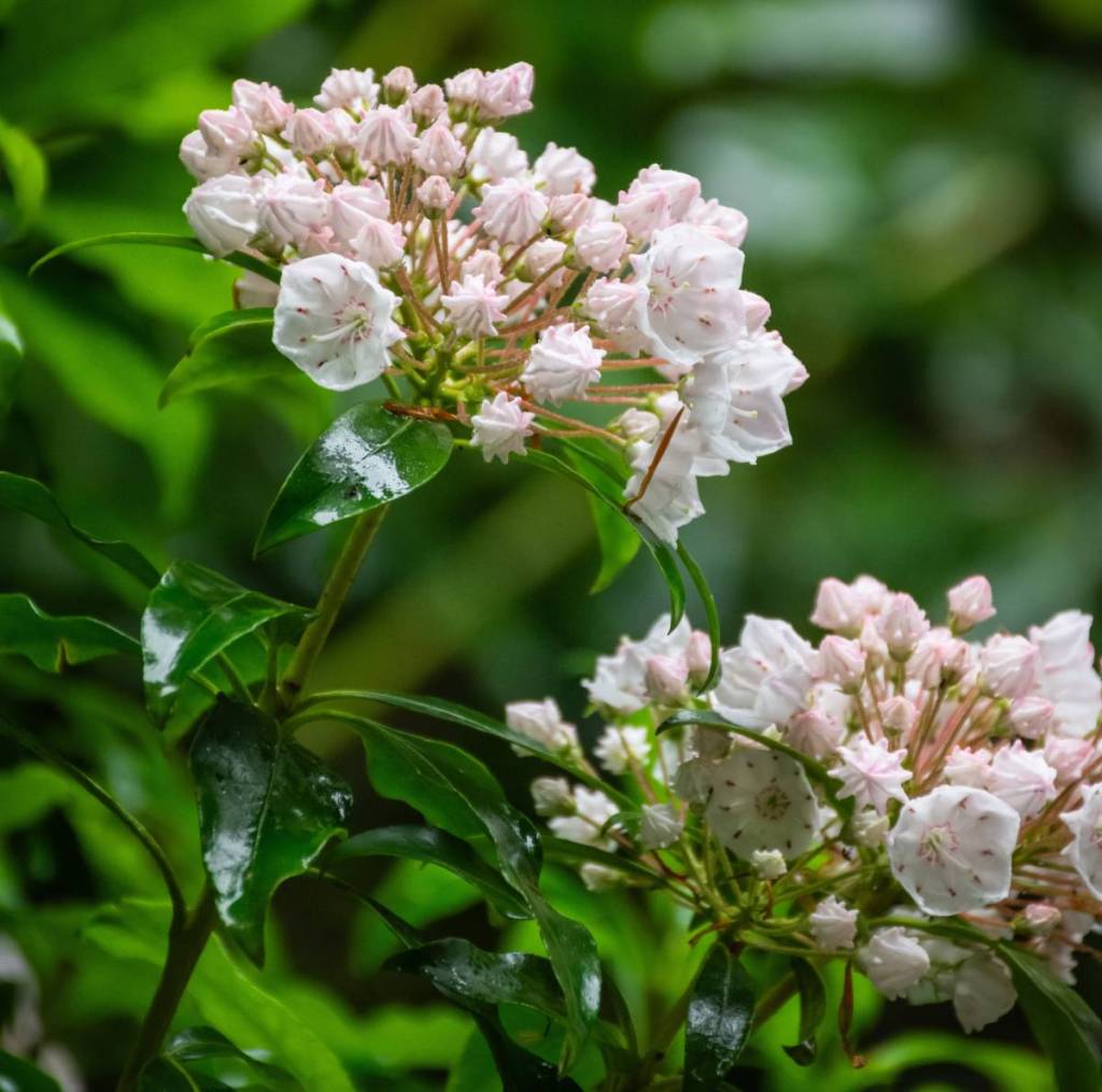 kalmias blooming at Alfred Nicholas Memorial Gardens