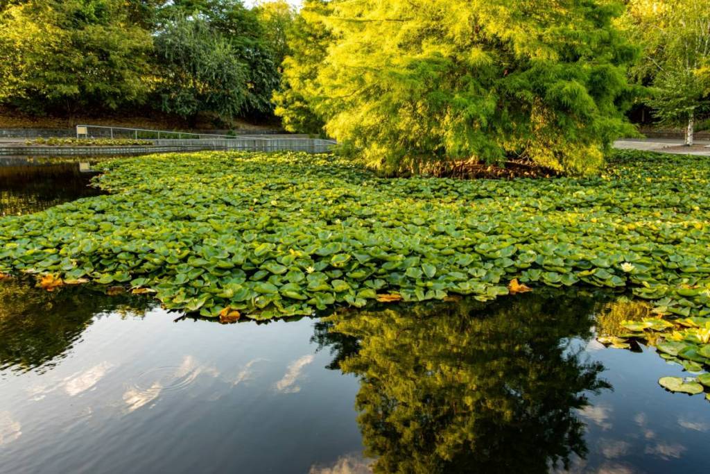 lilypad pond on a sunny day at Wilson Botanic Park
