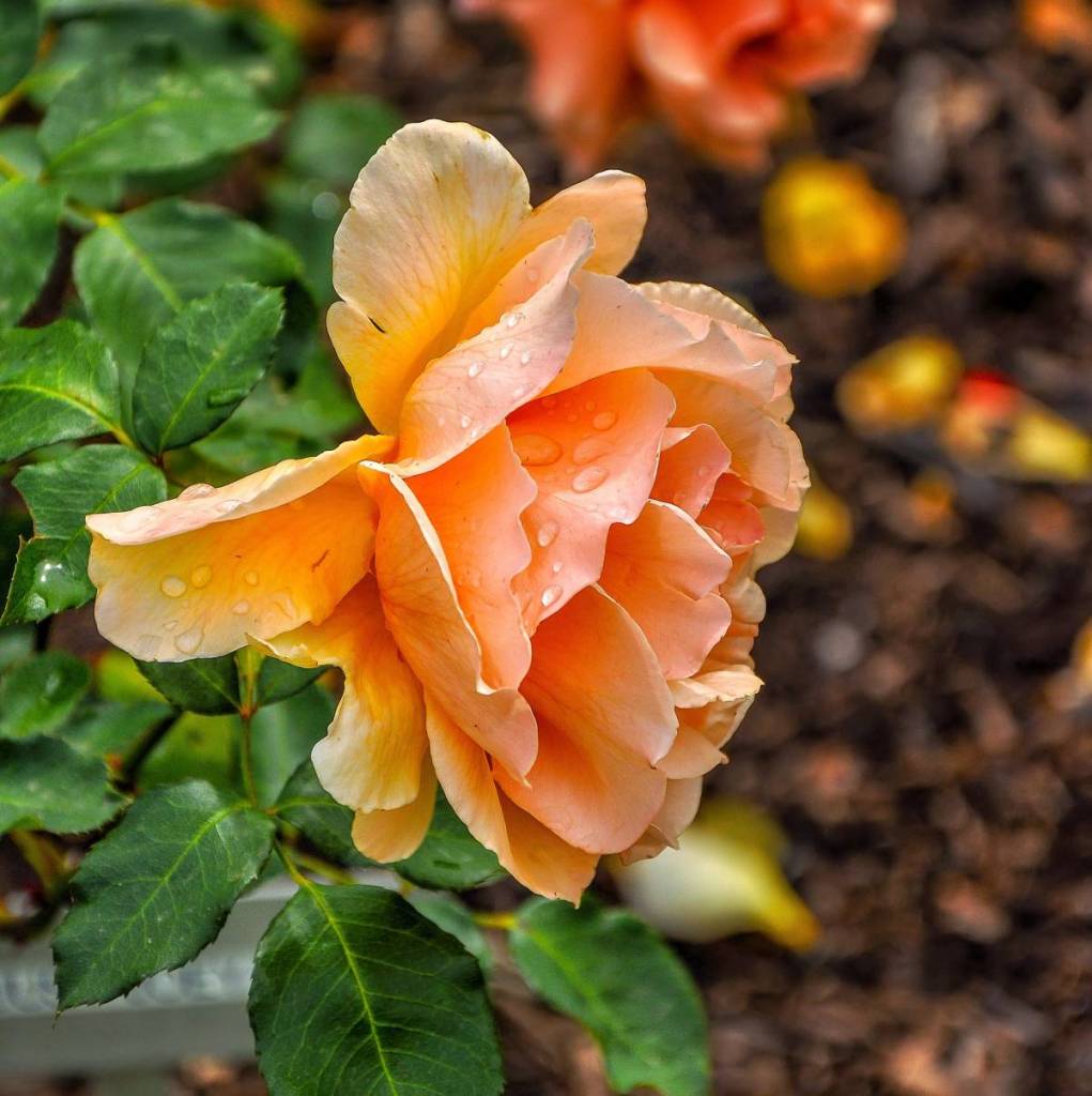 a blooming coral-coloured rose in Wilson Botanic Park