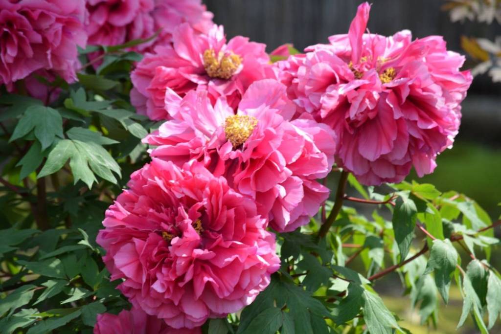 peonies blooming in melbourne's spring