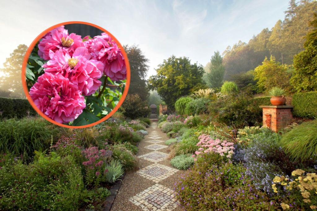 peony season at Melbourne's Cloudehill Gardens in Olinda