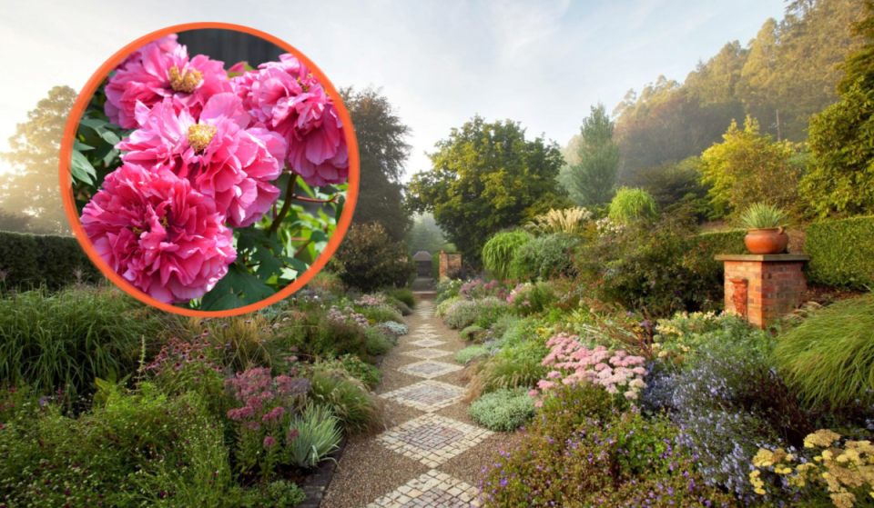 Known as the “king of flowers”, over 120 lush spring peony varieties will bloom for a fleeting month-long window at a cool-climate garden near Melbourne