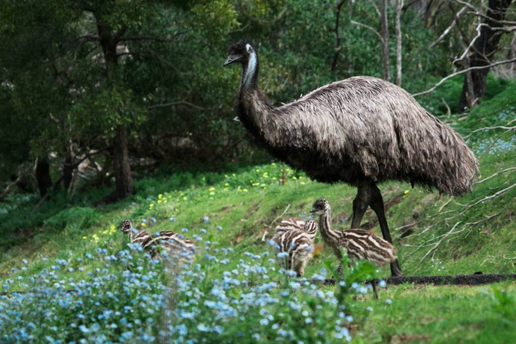 emu with chicks among blue wildflowers in Tower Hill Wildlife Reserve