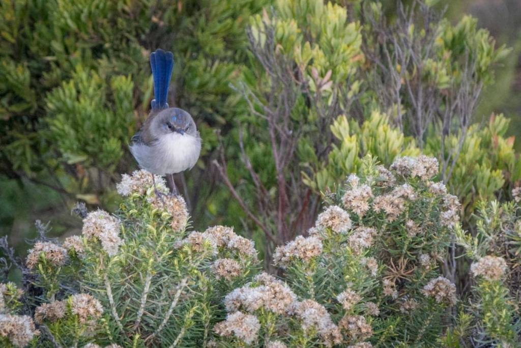 junior superb fairy wren among plants at Tower Hill Wildlife Reserve