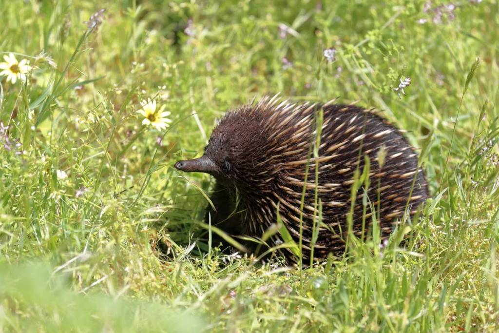an echidna next to little daisies in Tower Hill Wildlife Reserve