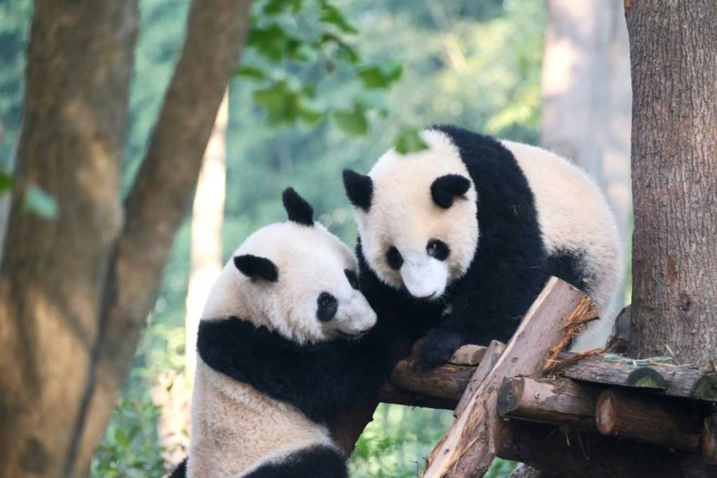 two pandas in a tree at the research base in Chengdu