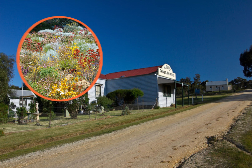 steiglitz near melbourne, a gold rush ghost town with spring wildflowers for day trip