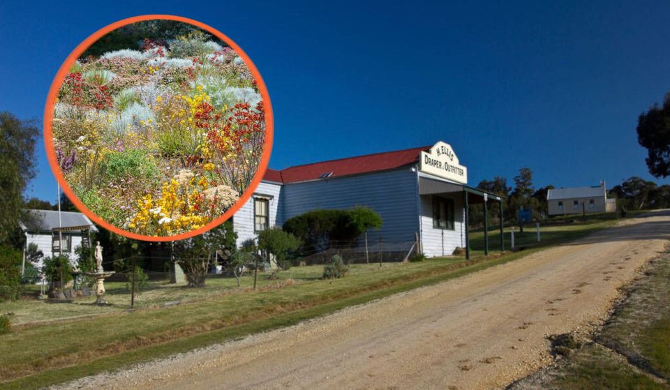 This atmospheric ghost town just 90 minutes from Melbourne is an ideal spring day trip — with 1850s architecture, rare wildflowers and rugged bush trails