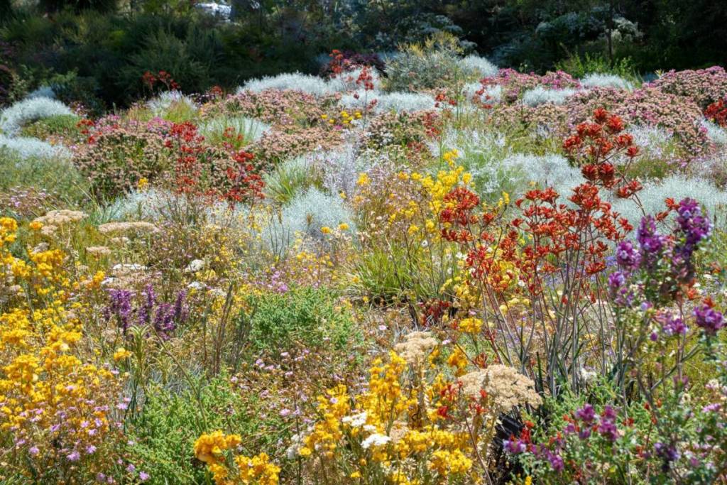 spring wildflowers during day trip to Steiglitz, victoria