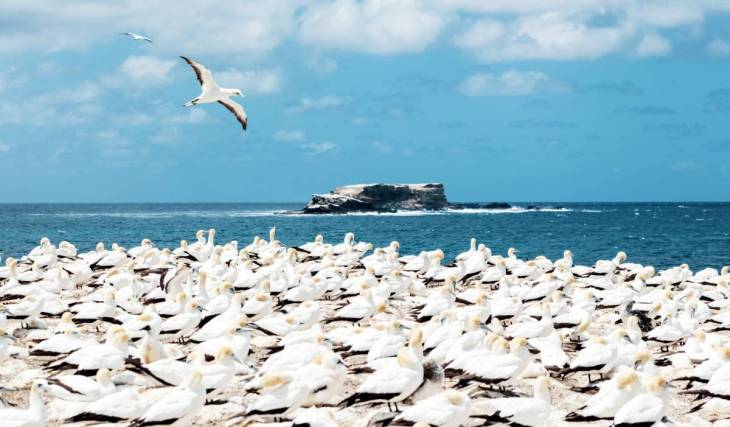 In the 1990s, gannets began to nest in Portland. Today, they are the only mainland colony in Australia, with around 300 breeding pairs