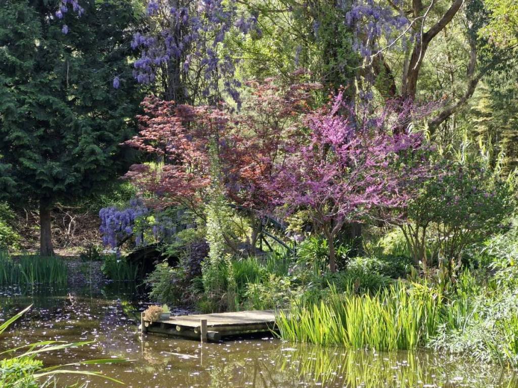 colourful trees blossoming over a little lake at The Witches Garden, with petals floating in the water