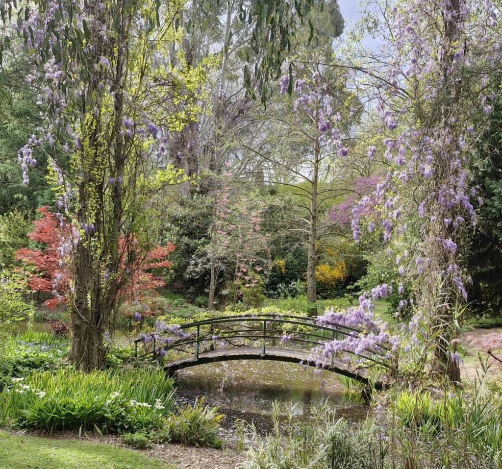 wisteria blooming by bridge in The Witches Garden