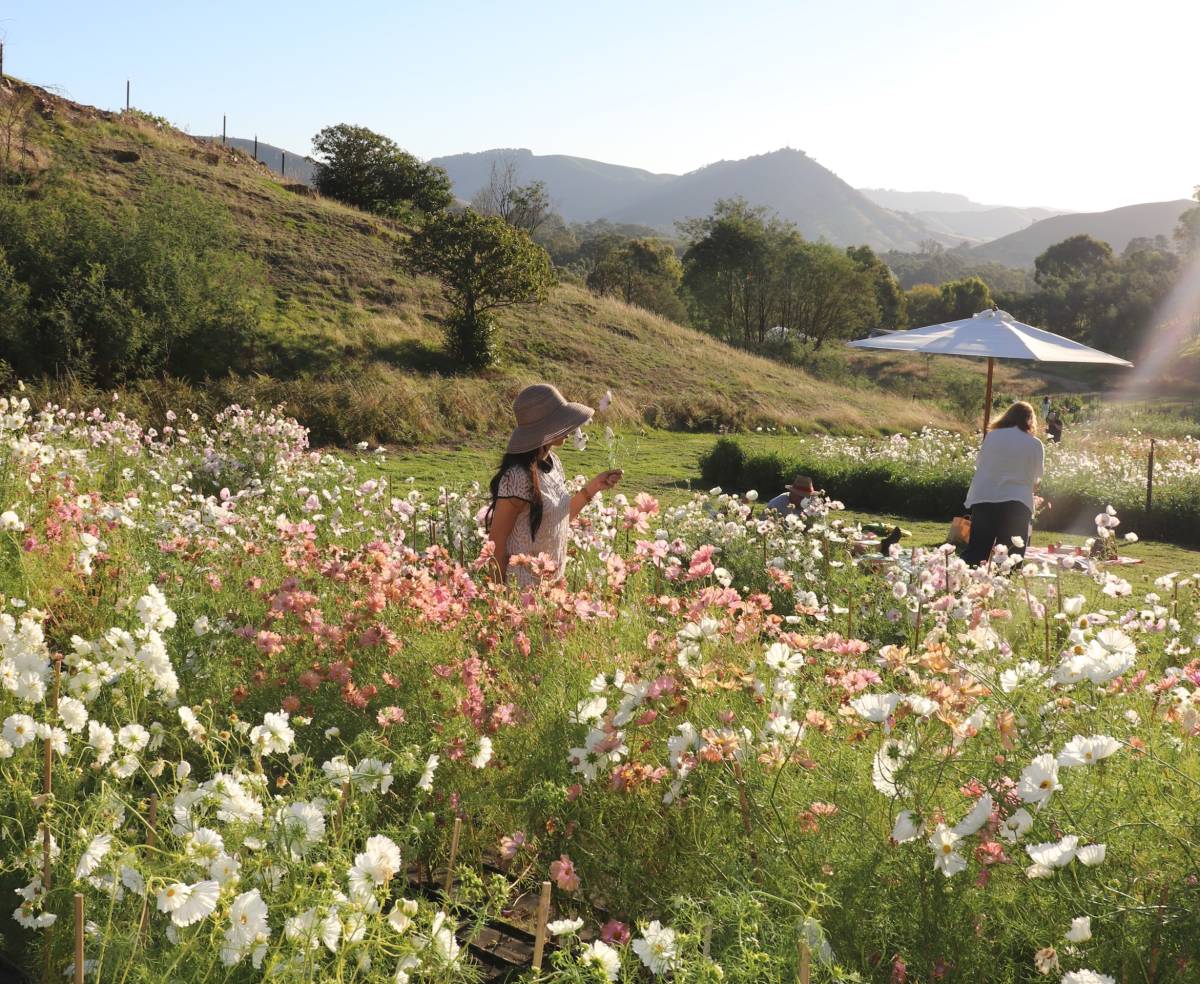 Pick your own flowers, have a picnic and sip Prosecco at this enchanting farm 80 minutes from Melbourne