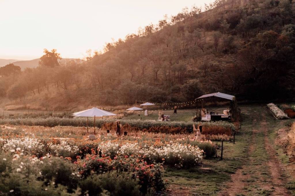 sunset at Bloom Into You Flower Farm