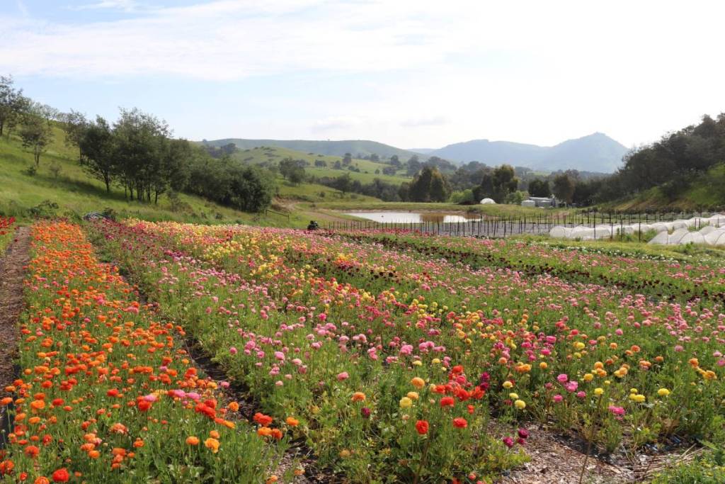 rows of flowers during the day at Bloom Into You Flower Farm