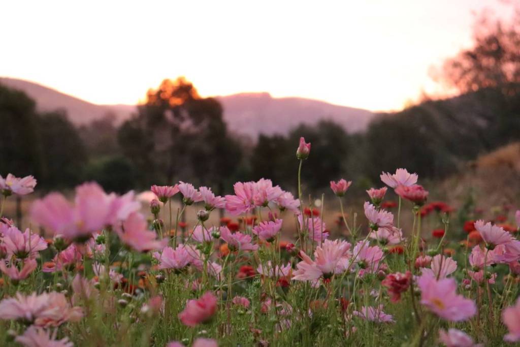 pink flowers blooming at twilight at Bloom Into You Flower Farm