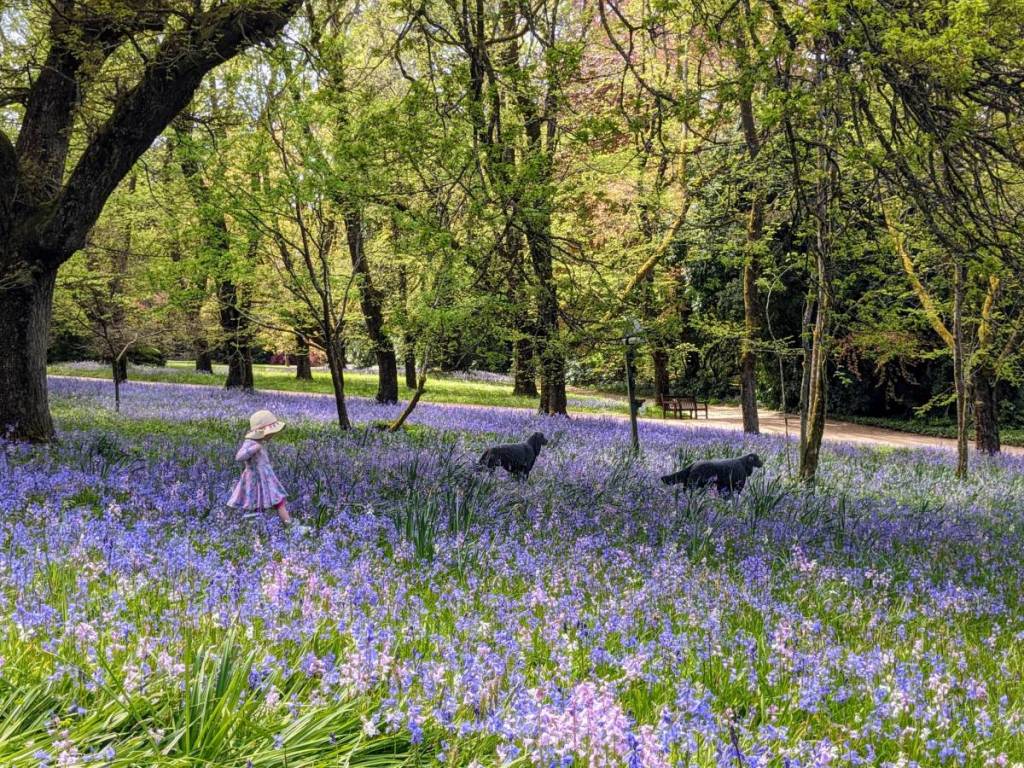 child walking through field of bluebells with dogs at Duneira Estate