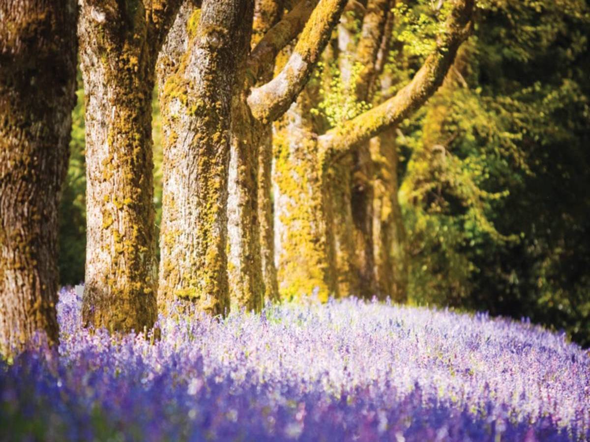 bluebells blooming underneath trees at Duneira Estate