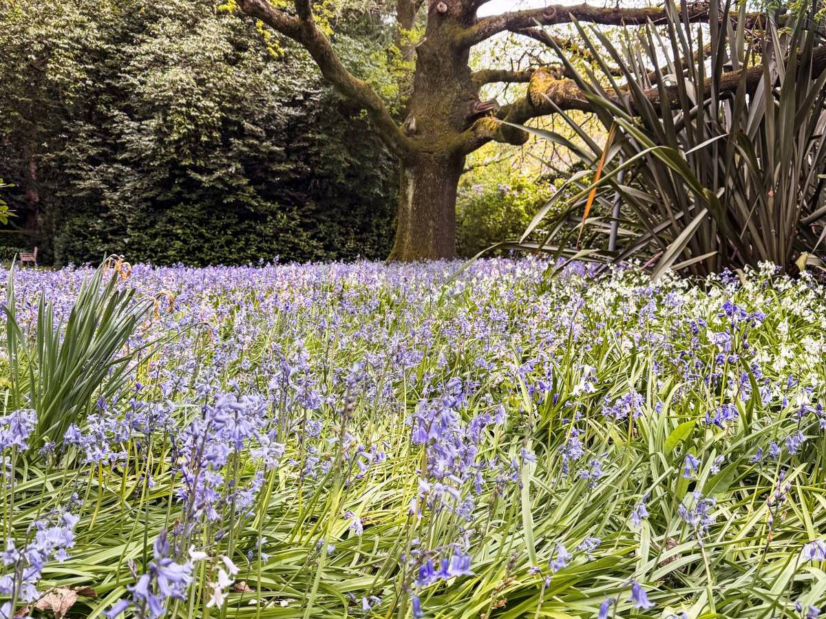 bluebells blooming at Wombat Park Estate