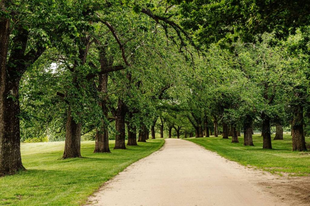 tree-lined driveway leading to Wombat Park Estate