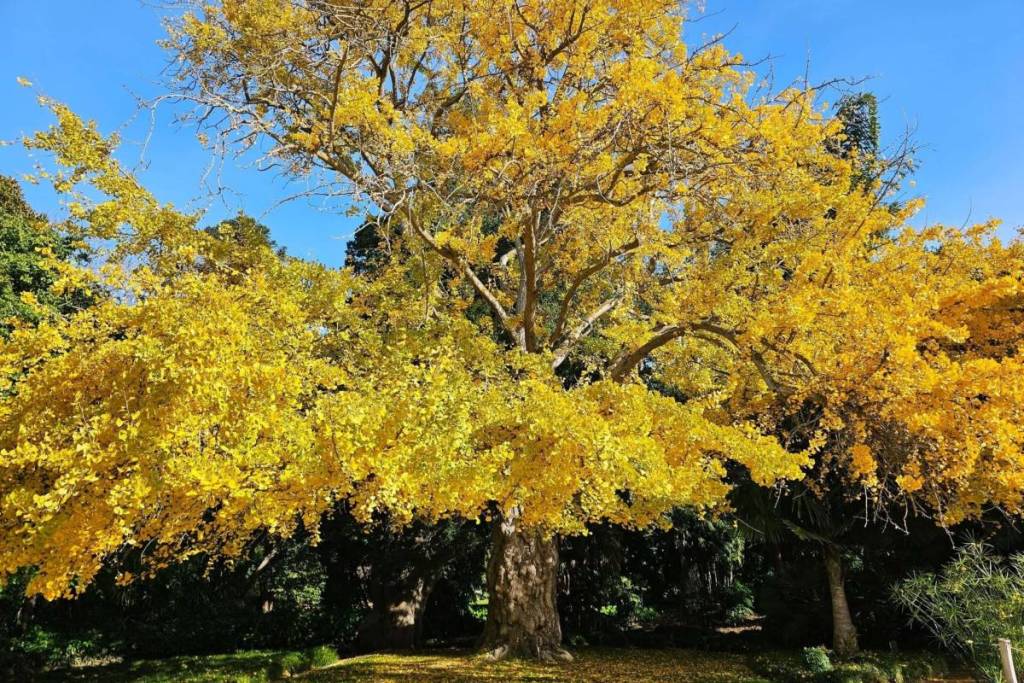 ginkgo tree in autumn at Geelong Botanic Gardens