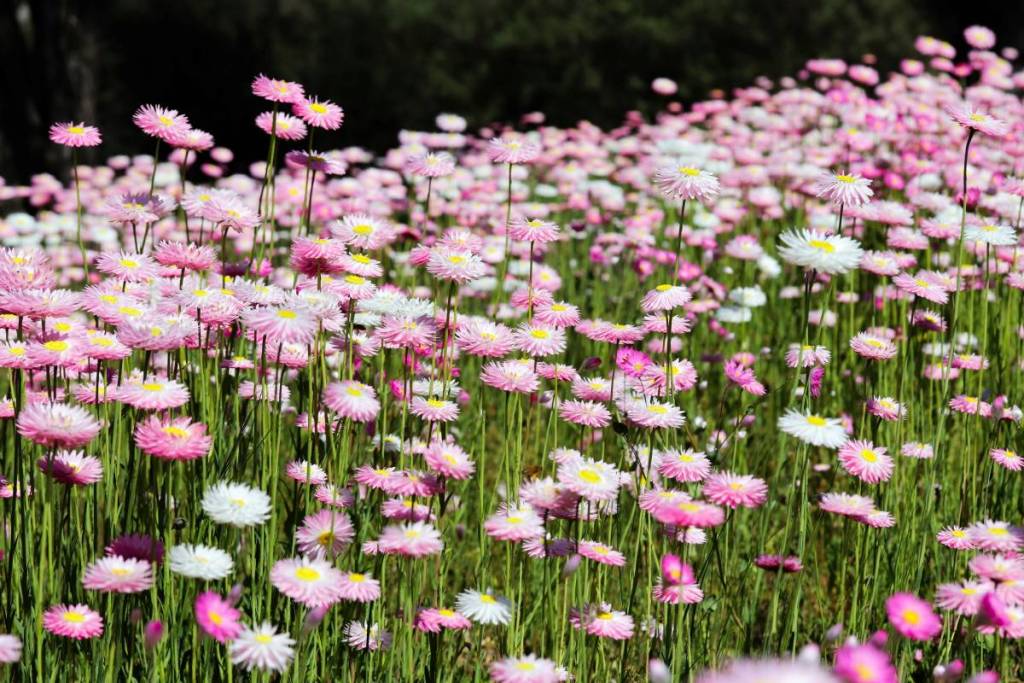 pink and white everlasting daisies in bloom