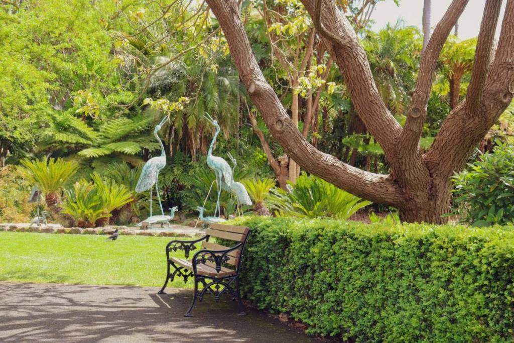 park bench at Geelong Botanic Gardens, with bird sculptures in the background and a tree in the foreground