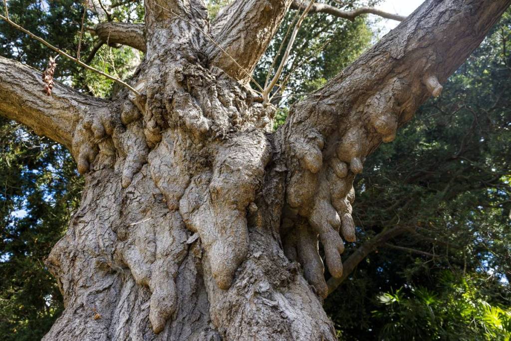 close up of the gnarled trunk of the ginkgo tree in Geelong Botanic Gardens