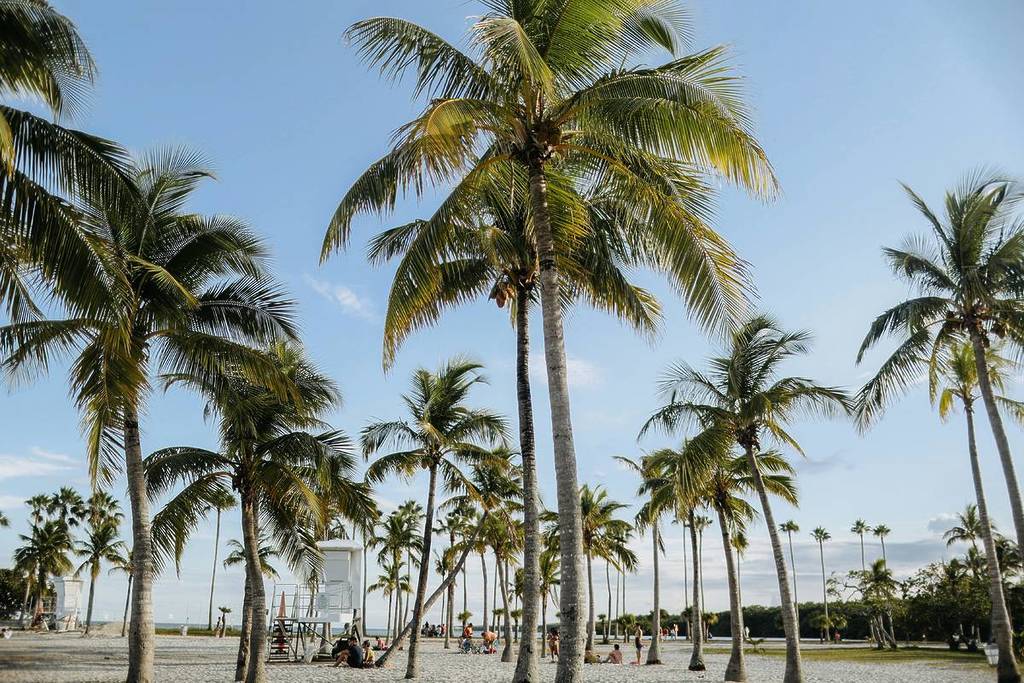 Une plage animée à Miami avec des palmiers imposants et un ciel bleu limpide