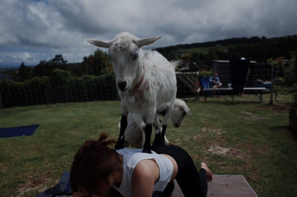 Goat yoga