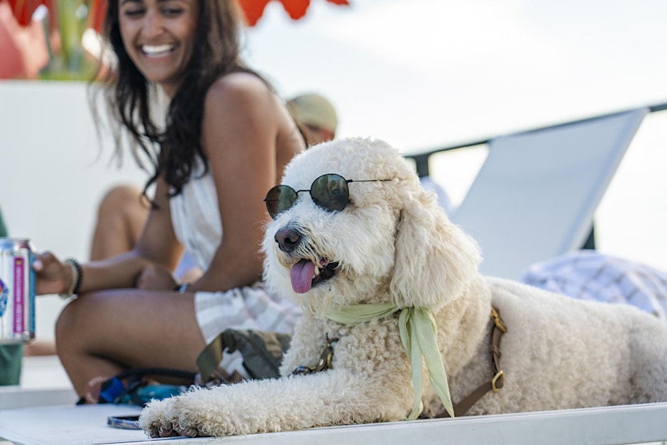 Dog with sunglasses