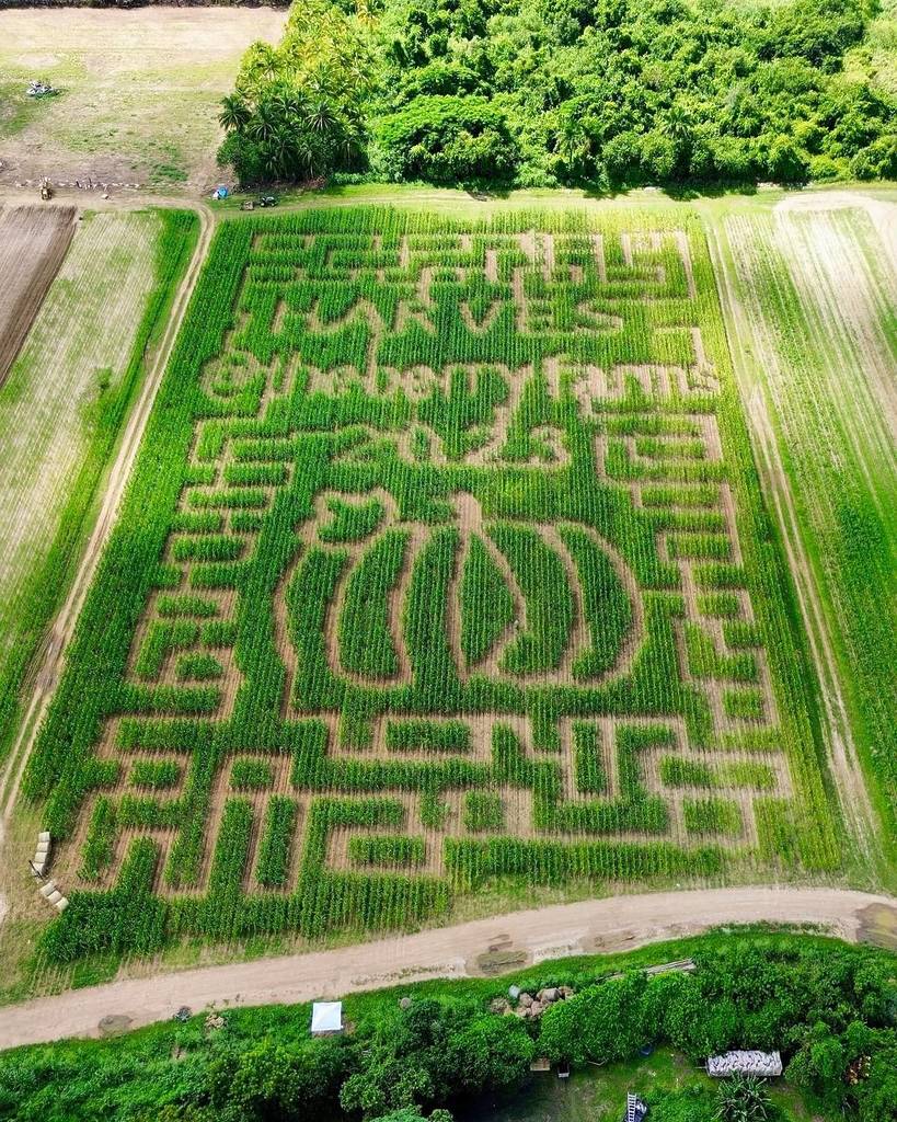 El laberinto de maíz de The Berry Farm