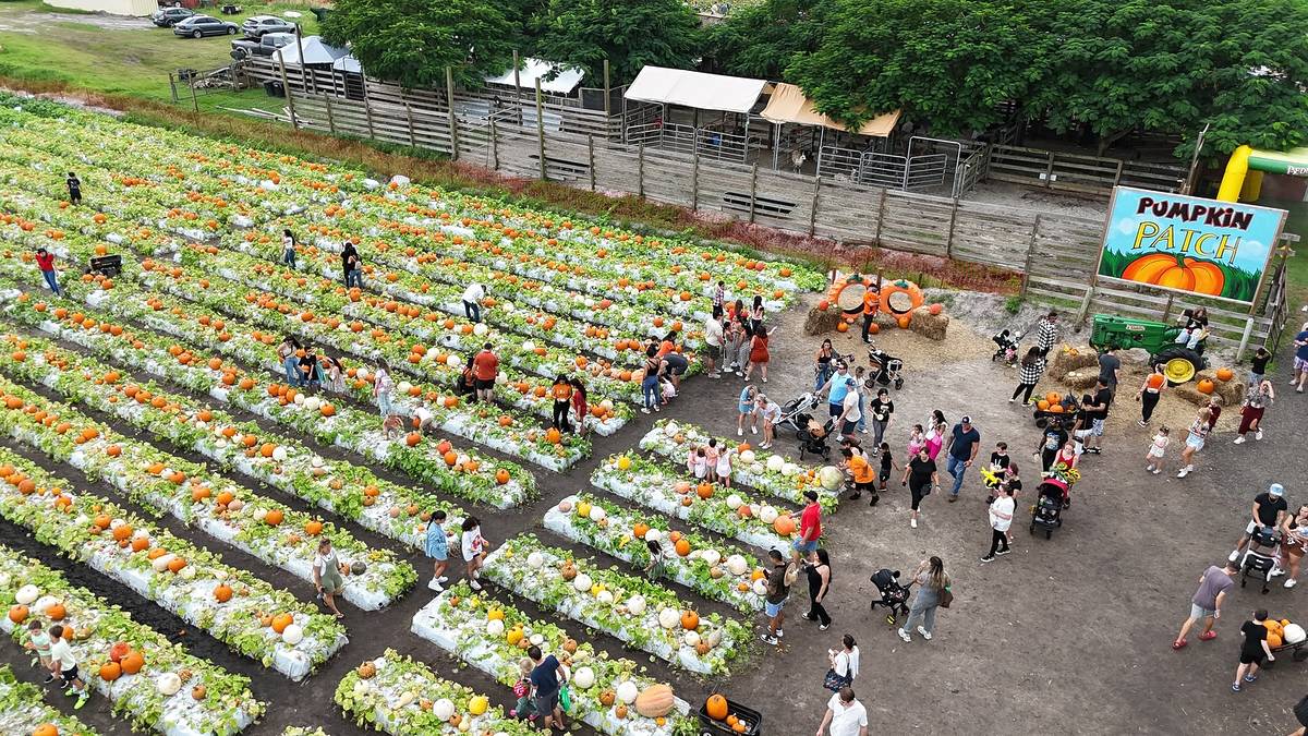 Bedner's Farm Fresh Market pumpkin patch aerial view