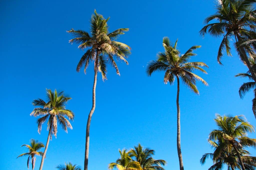 Des palmiers se détachent sur un ciel bleu à Miami, en Floride.