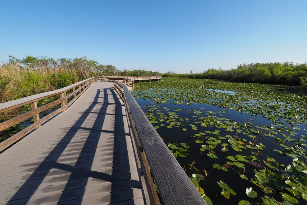 Passeio Anhinga Trail sobre um lago coberto de nenúfares no Everglades National Park, Flórida