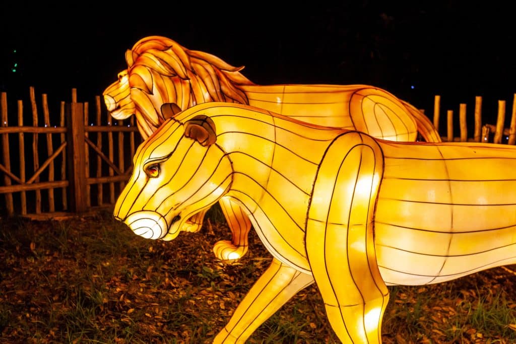 Un lion et une lionne illuminés au Zoo Lights du Zoo de Miami