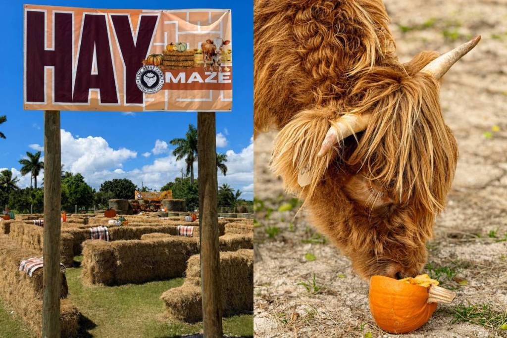 The Berry Farm Hay Maze and cow