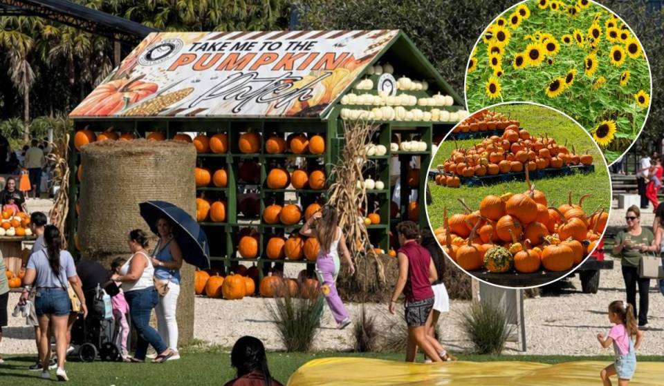 Miamis einziges 5-acre großes Maislabyrinth und ein riesiges Kürbisfeld öffnen im September auf dieser bezaubernden Farm in Redland, die für ihre Sonnenblumenfelder bekannt ist