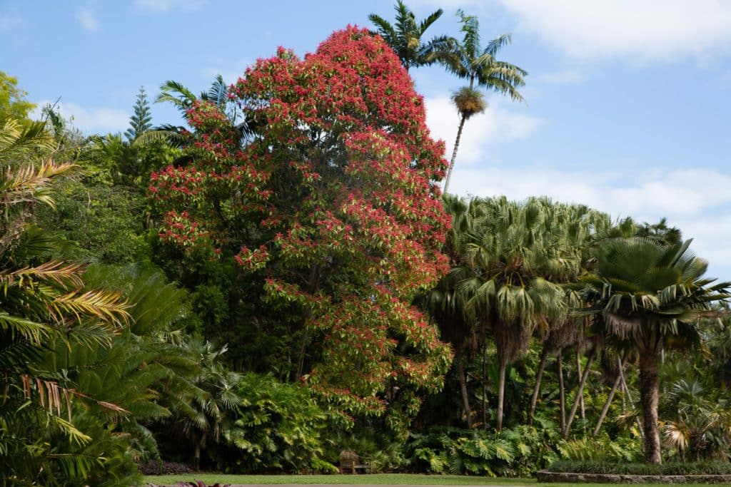 Fairchild Tropical Botanic Garden