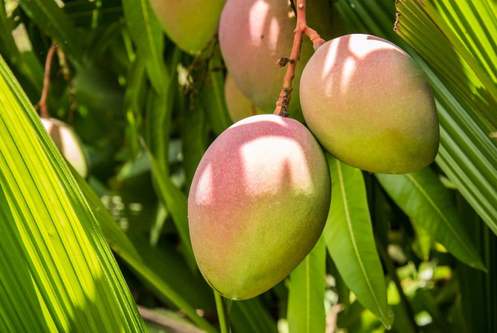 Frische Mangos am Baum