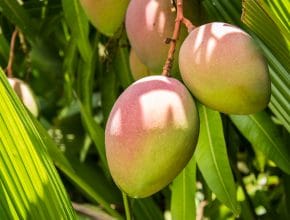You Can Pay With Mangos At These Miami Businesses—Here’s What You’ll Get