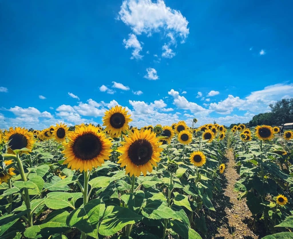 Sonnenblumenfeld auf der Berry Farm
