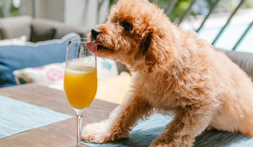 Enjoy Mimosas &#038; Cuddles At This Adorable Puppy Brunch Coming To Miami Beach