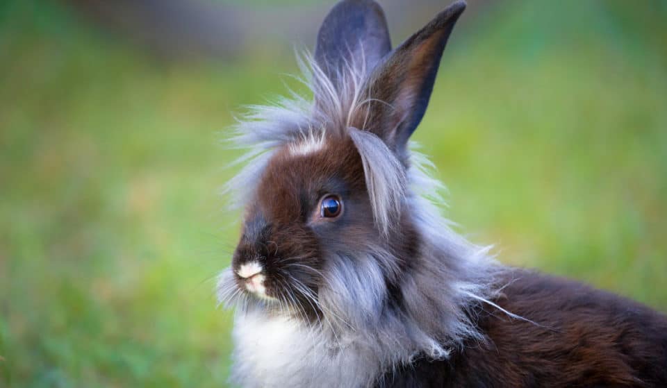 This Neighborhood In Broward Is Being Overrun By Rabbits