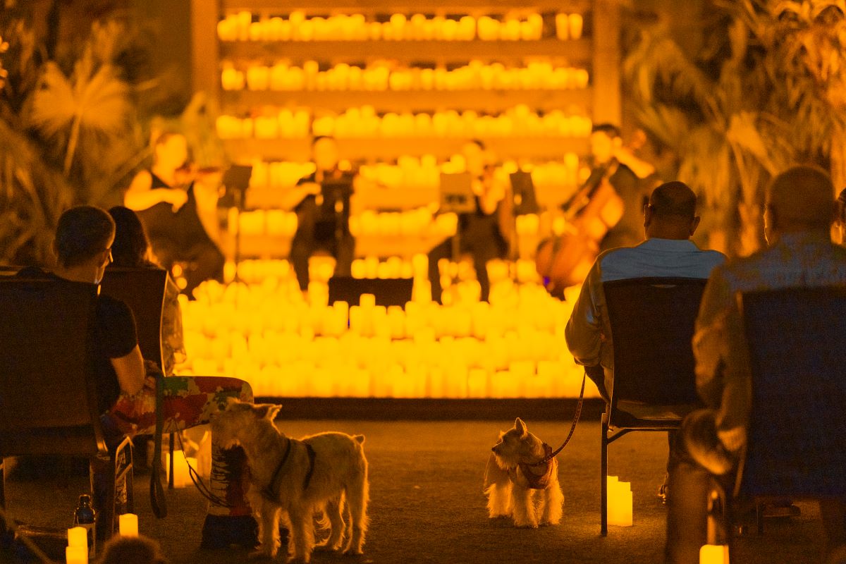 Candlelight Paws A DogFriendly Concert At Jungle Island In Miami