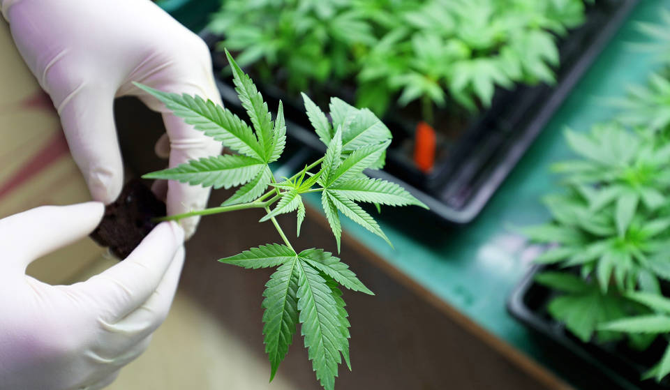 On The 2024 Ballot: Florida Voters Will Decide On Legalizing Recreational Marijuana