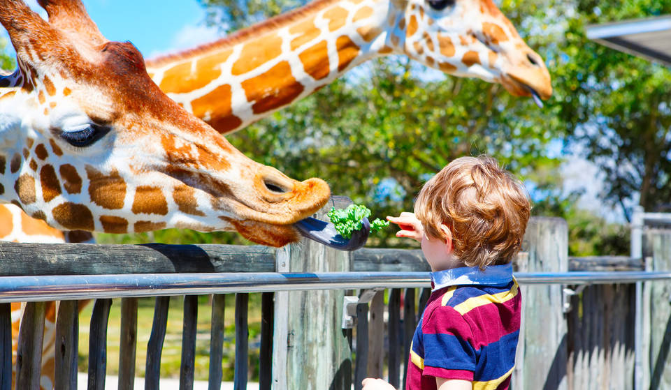 5 Incredible Zoos And Animal Experiences Around Miami For Some Wholesome Family Fun