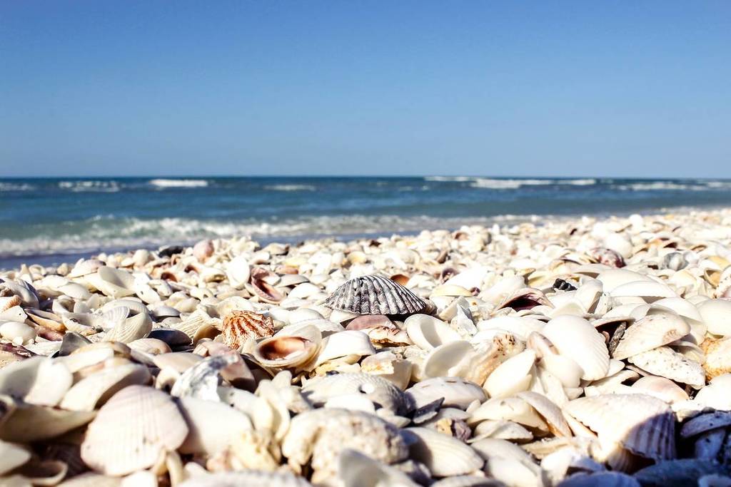 Muscheln auf der Insel Sanibel in Florida