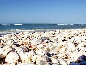 Named One Of The World’s Best Beaches, This Peaceful Florida Escape Is A Shelling Paradise