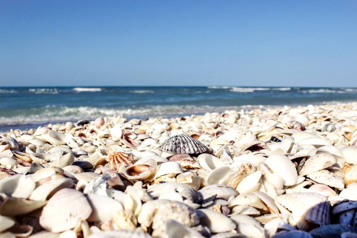 Nombrada una de las mejores playas del mundo, esta apacible escapada a  Florida es un paraíso para el marisqueo, image size:1200x800